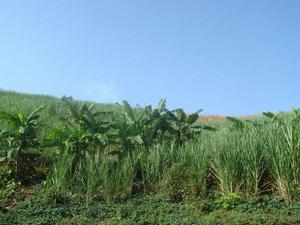 山地高優生態蔗園