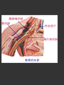 腋下