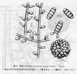 蒲桃小光殼炱