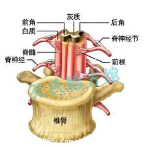 灰質[中樞神經系統的組成部分]