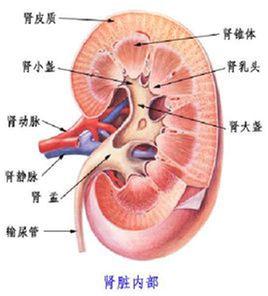 腎臟損害