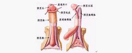 珍珠疹[病症]