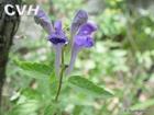 Scutellaria baicalensis