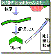 操縱基因