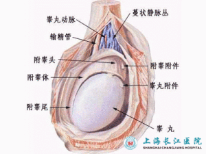 睪丸解剖圖