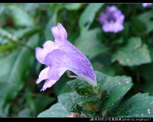 少花黃猄草