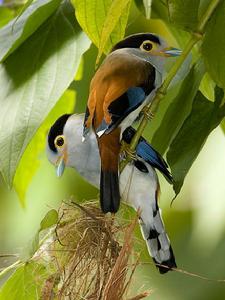 銀胸絲冠鳥海南亞種