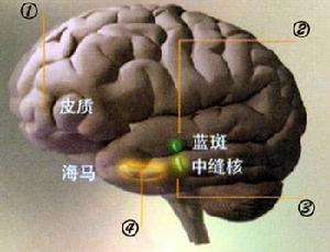 咖啡因與氨茶鹼中毒