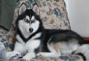 Siberian Husky