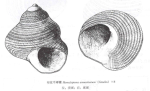 布紋平厴螺