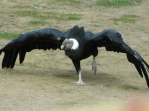 今鳥亞綱