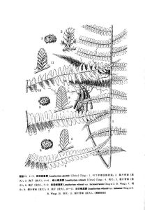 峨山蛾眉蕨（原變種）