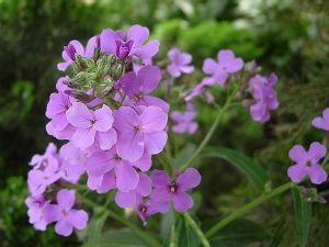 霧靈香花芥