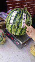27.64斤的無籽西瓜