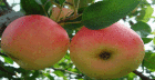 陝西紅富士蘋果