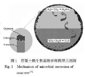 腐蝕微生物