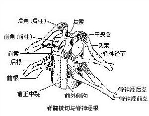 脊髓損傷