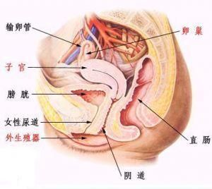 慢性盆腔結締組織炎