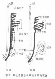 雄性生殖系統