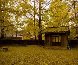 騰衝固東鎮古銀杏村