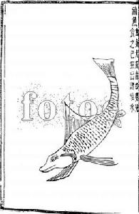 鮨魚