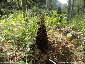 春筍之過 春筍之過