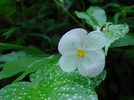 白斑水鴨腳