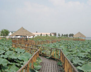 陽澄湖蓮花島諸葛蟹園