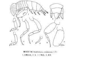 雕刻雙門戎