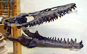 牛津大學自然史博物館的扁掌龍頭顱骨