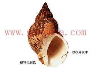 歐洲峨螺 歐洲峨螺