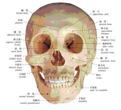 顱[人體部位]