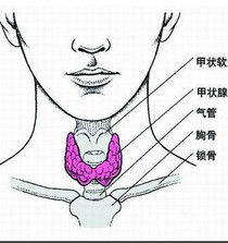 原發性甲減