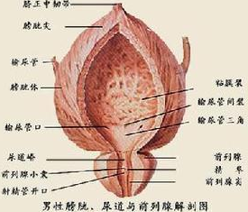 嗜酸性粒細胞性膀胱炎