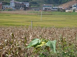 招桂村