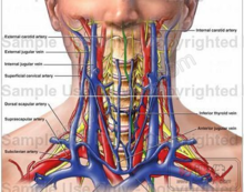 頸椎骨血液供應圖示