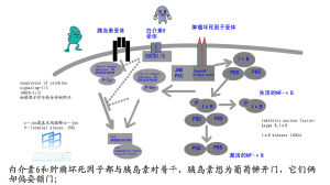 白介素6的作用