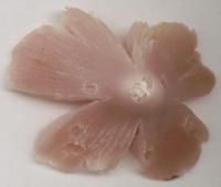 粉紅濕傘菌蓋
