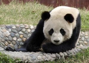 大熊貓“奇珍”