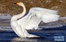 天鵝[鳥綱動物]