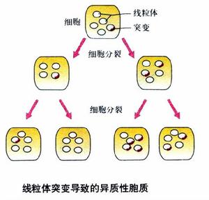 線粒體基因異質性傳遞系譜圖