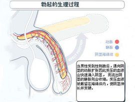 勃起