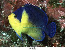 刺鰈魚