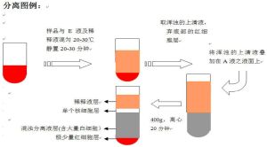 上清液