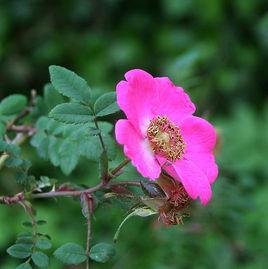 扁刺薔薇[薔薇科植物]