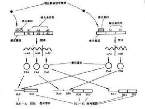 基因轉錄