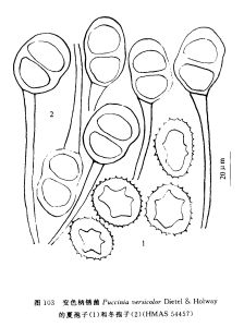 變色柄鏽菌