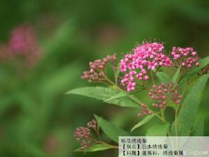 粉花繡線菊