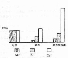 心肌缺血/再灌注時ATP、Ca2+、K+的變化