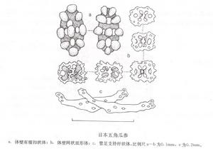 日本五角瓜參 形態圖片